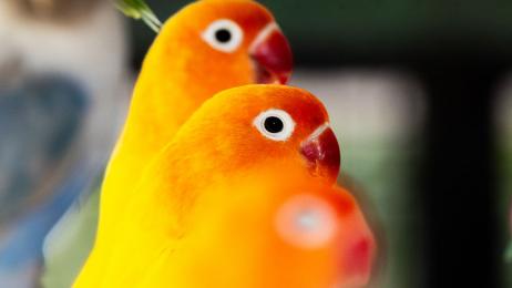 Toda la variedad infinita del canto de los pájaros se reduce a solo 8 sonidos básicos: lo demuestra un análisis de 100.000 cantos de 3.000 especies