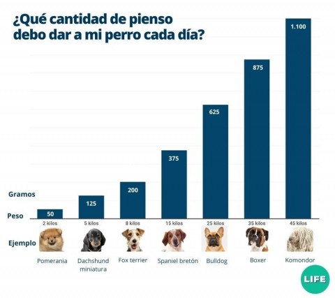 cuanto debe comer un labrador de 9 meses
