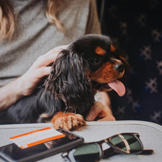 Un perro en un tren