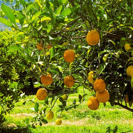 Naranjas y limones en los naranjos y limoneros de la finca Ecovinyassa de Sóller, en Mallorca