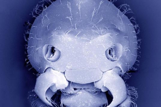 Al microscopio: insectos y otras 'maravillas' (FOTOS)