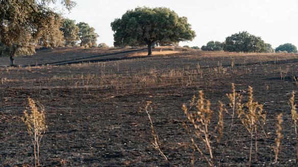 Una encina en medio del paisaje devastado por el fuego en Tres Cantos (Madrid).