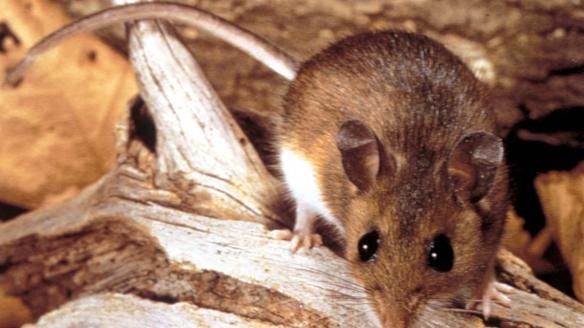 Un ratón ciervo, transmisor de hantavirus en EEUU con una variante distinta a la del MV Hondius.