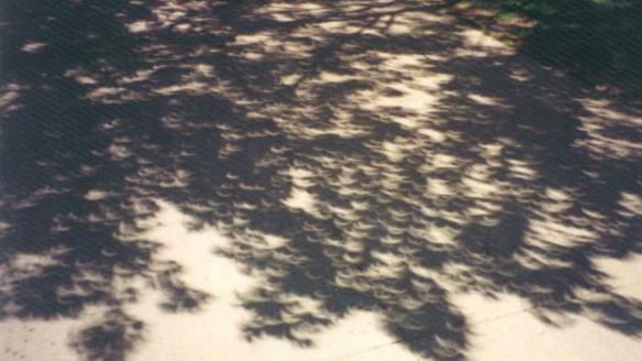 Sombra del eclipse en un árbol