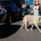 Imagen de archivo de un perro callejero en el mercado de Meknes (Marruecos).