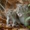 Pareja de ratones