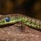Imagen de una serpiente arbustiva moteada