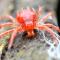 Araña roja en los cultivos