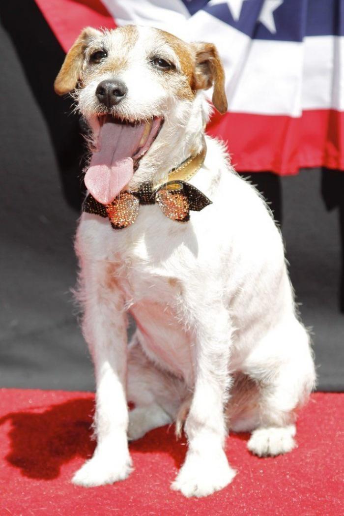 El perro Uggie se retira y deja sus huellas en el Paseo de la Fama de Hollywood (FOTOS)