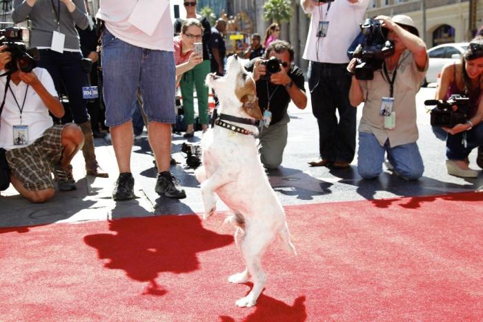 El perro Uggie se retira y deja sus huellas en el Paseo de la Fama de Hollywood (FOTOS)
