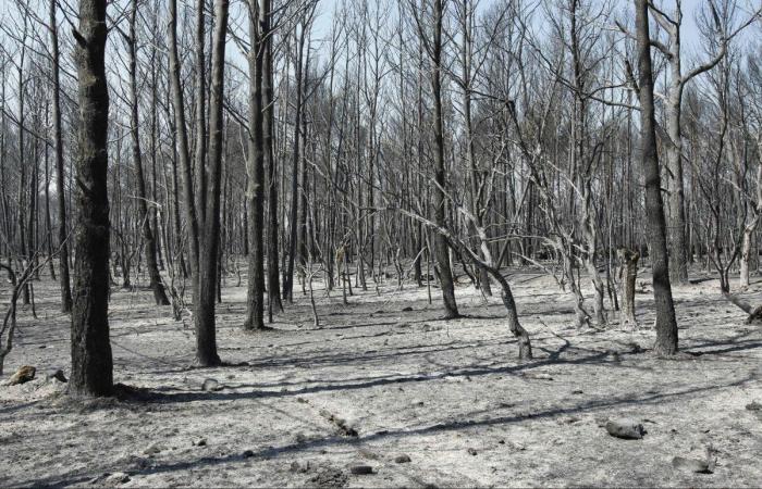 Incendio en Girona: el foco entre Terrades y Boadella, controlado