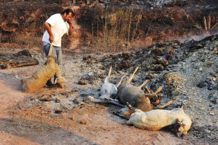 Incendio en Girona: el foco entre Terrades y Boadella, controlado