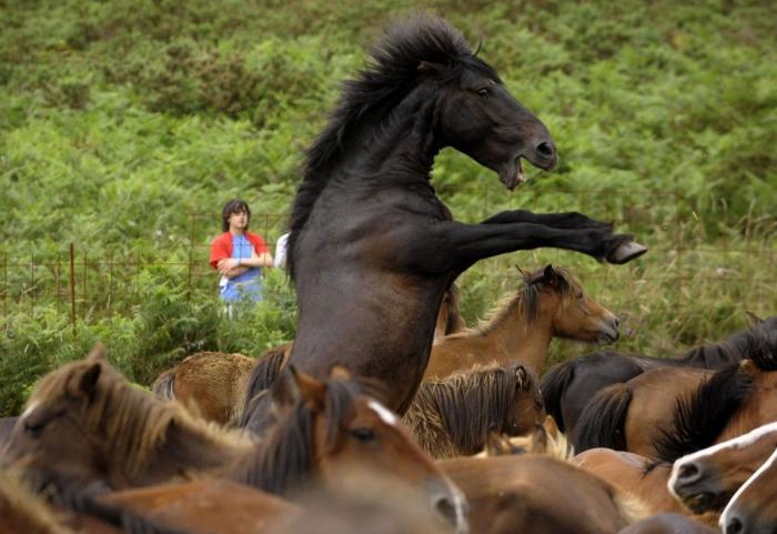 La Rapa das bestas reúne a cientos de personas en Sabucedo (FOTOS)
