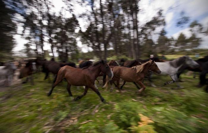 La Rapa das bestas reúne a cientos de personas en Sabucedo (FOTOS)