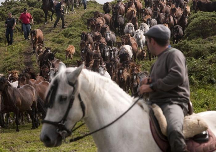 La Rapa das bestas reúne a cientos de personas en Sabucedo (FOTOS)
