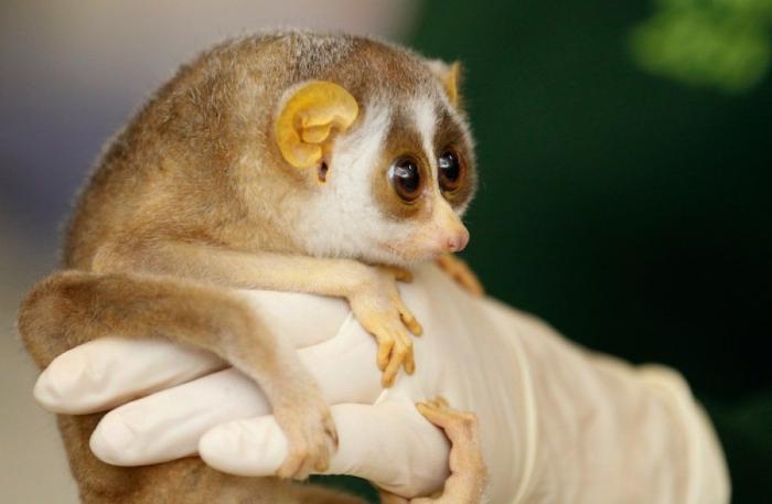 Gran danés con bebé: la competición de mimos convertida en viral (VÍDEO, FOTOS)