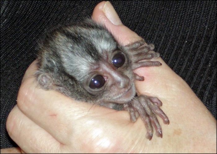 Gran danés con bebé: la competición de mimos convertida en viral (VÍDEO, FOTOS)