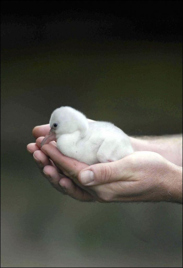 Gran danés con bebé: la competición de mimos convertida en viral (VÍDEO, FOTOS)