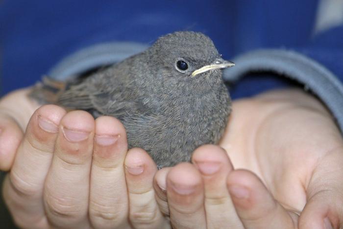 Gran danés con bebé: la competición de mimos convertida en viral (VÍDEO, FOTOS)