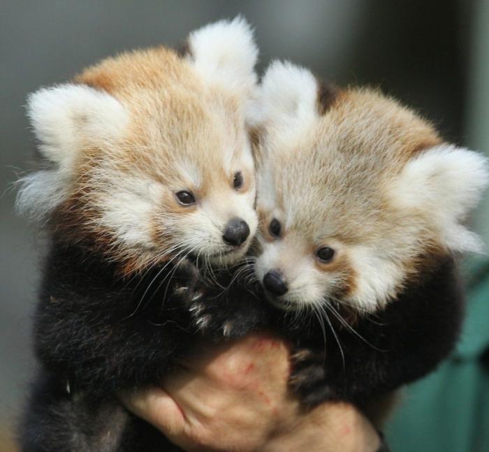 Gran danés con bebé: la competición de mimos convertida en viral (VÍDEO, FOTOS)
