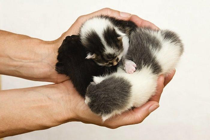 Gran danés con bebé: la competición de mimos convertida en viral (VÍDEO, FOTOS)