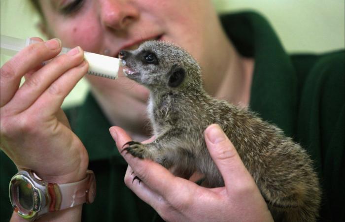 Gran danés con bebé: la competición de mimos convertida en viral (VÍDEO, FOTOS)