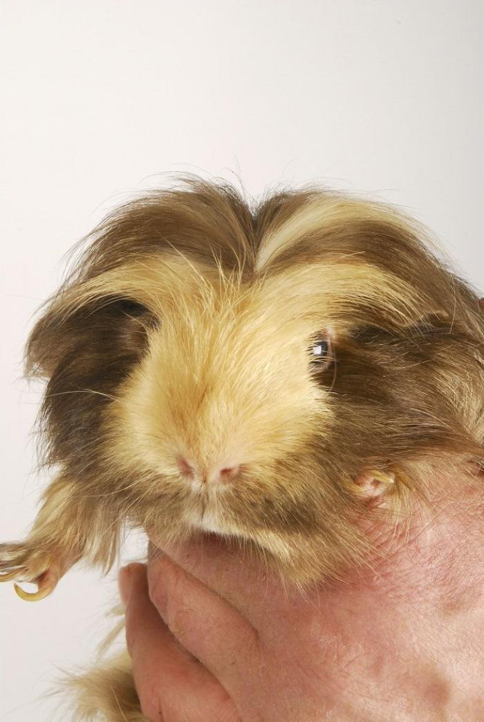 Gran danés con bebé: la competición de mimos convertida en viral (VÍDEO, FOTOS)