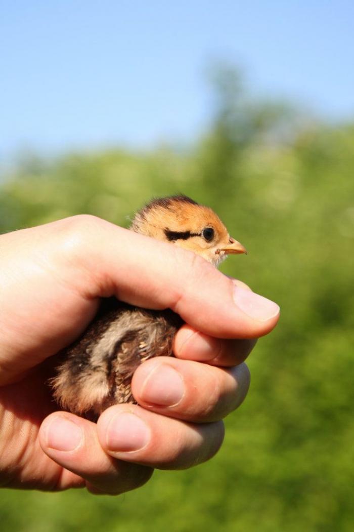 Gran danés con bebé: la competición de mimos convertida en viral (VÍDEO, FOTOS)