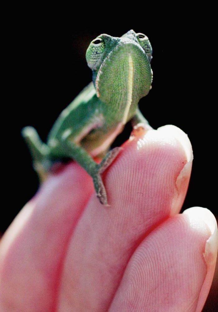 Gran danés con bebé: la competición de mimos convertida en viral (VÍDEO, FOTOS)