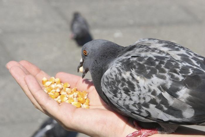 Gran danés con bebé: la competición de mimos convertida en viral (VÍDEO, FOTOS)