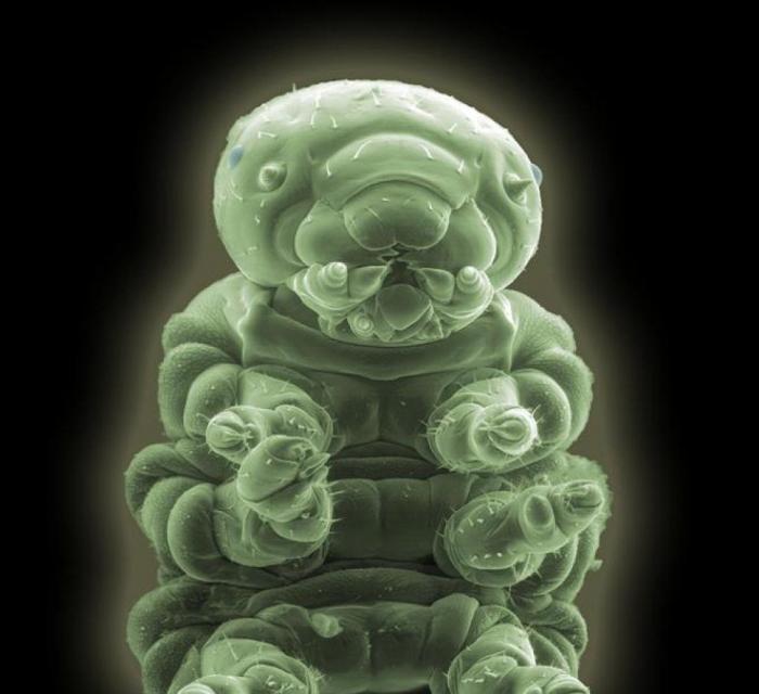 Imágenes con microscopio: café, arañas y pan convertidos en espectáculos visuales (FOTOS)