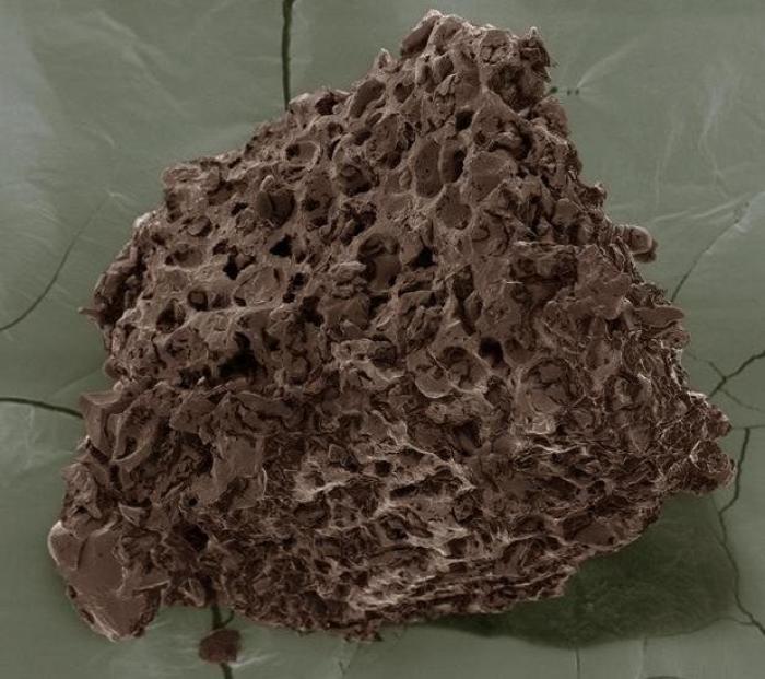 Imágenes con microscopio: café, arañas y pan convertidos en espectáculos visuales (FOTOS)