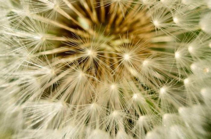 Imágenes con microscopio: café, arañas y pan convertidos en espectáculos visuales (FOTOS)