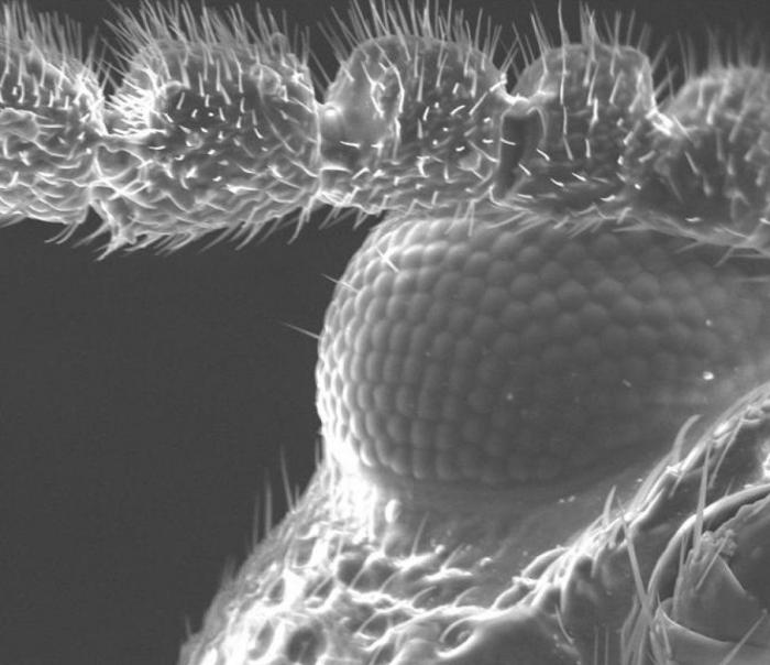 Imágenes con microscopio: café, arañas y pan convertidos en espectáculos visuales (FOTOS)