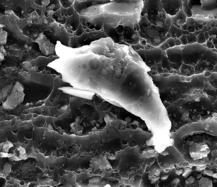 Imágenes con microscopio: café, arañas y pan convertidos en espectáculos visuales (FOTOS)