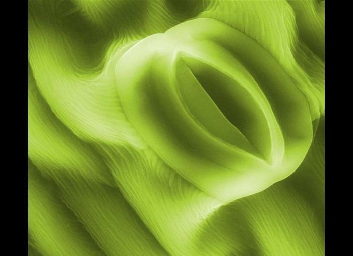 Imágenes con microscopio: café, arañas y pan convertidos en espectáculos visuales (FOTOS)