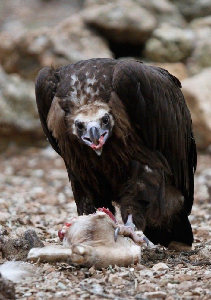 Los animales de la semana (FOTOS)