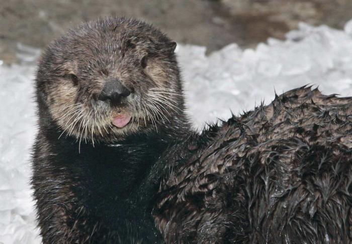 Los animales de la semana (FOTOS)