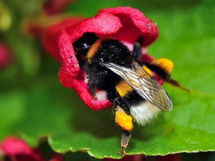 Los animales de la semana (FOTOS)