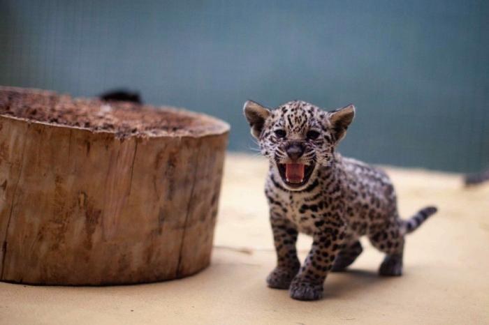 Los animales de la semana (FOTOS)