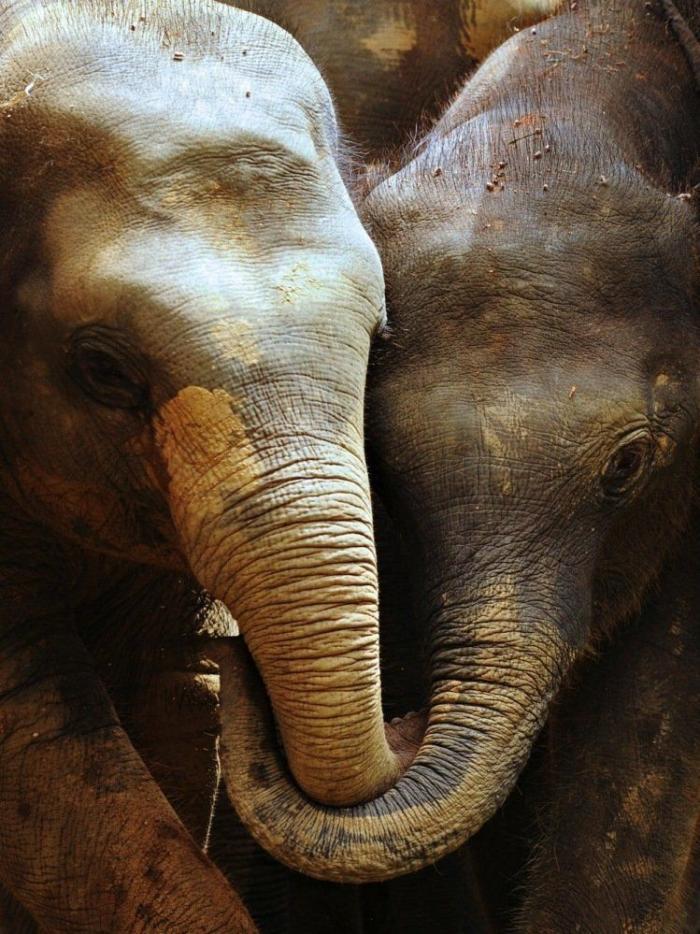 Los animales de la semana (FOTOS)