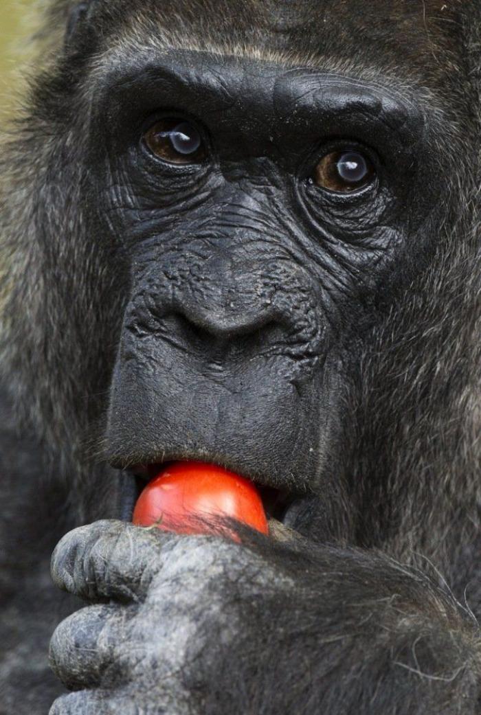 Los animales de la semana (FOTOS)