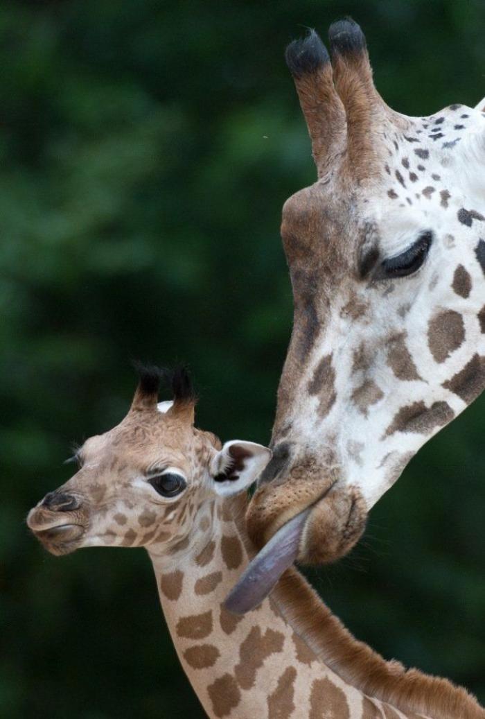 Los animales de la semana (FOTOS)