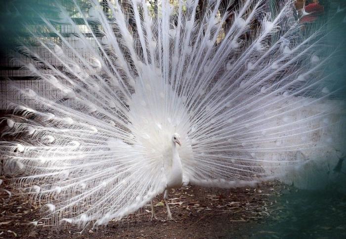 Los animales de la semana (FOTOS)