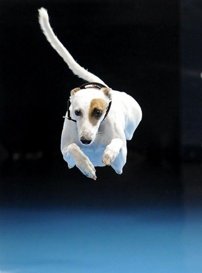 Los animales de la semana (FOTOS)