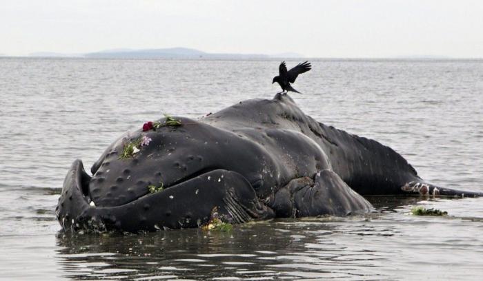 Los animales de la semana (FOTOS)