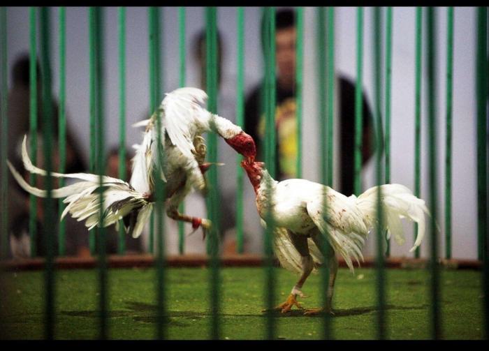 Los animales de la semana (FOTOS)