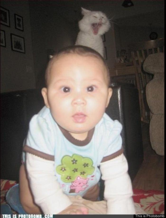 "He alcanzado la categoría de meme. ¿Cuántas personas pueden decir eso" (FOTOS, MONTAJES)