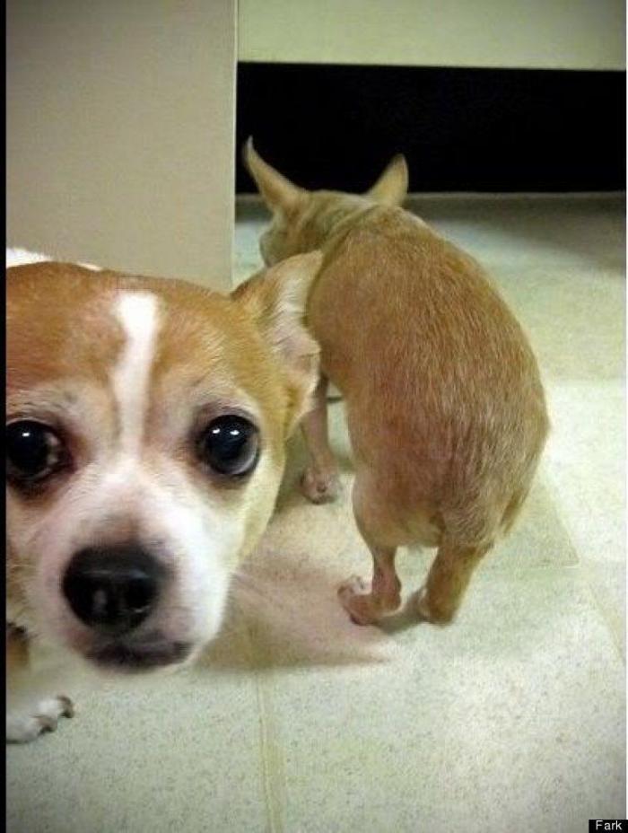 "He alcanzado la categoría de meme. ¿Cuántas personas pueden decir eso" (FOTOS, MONTAJES)