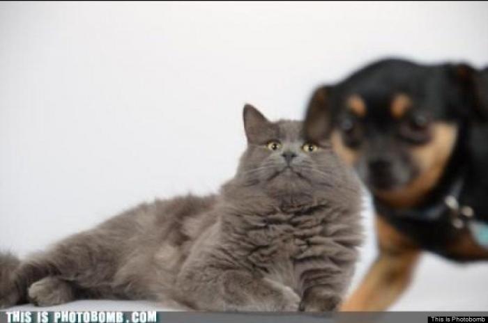 "He alcanzado la categoría de meme. ¿Cuántas personas pueden decir eso" (FOTOS, MONTAJES)